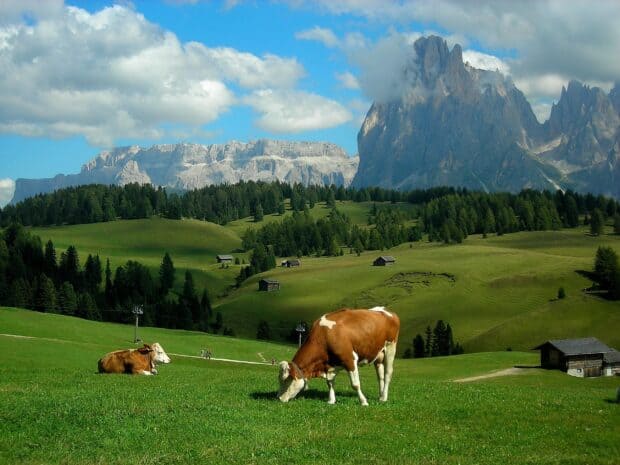 A peaceful scene of farm animals grazing on lush grass with mountains in the background, 2K Desktop Wallpaper
