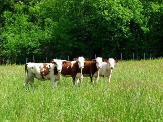 Five brown and white cows are standing in a grassy field near green trees, HD Desktop Wallpaper