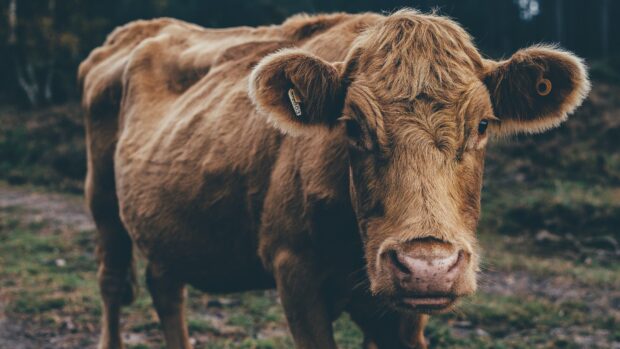 Farm animals wallpapers capture natural farm life, 4K Desktop Wallpaper