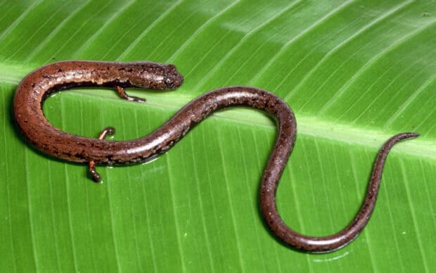 A brown salamander is resting on a bright green leaf showing its shiny skin, 2K Desktop Wallpaper