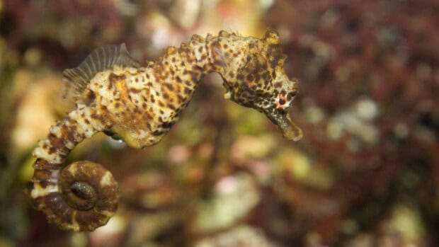 A detailed view of a brown spotted seahorse swimming underwater in a coral reef, HD Desktop Wallpaper
