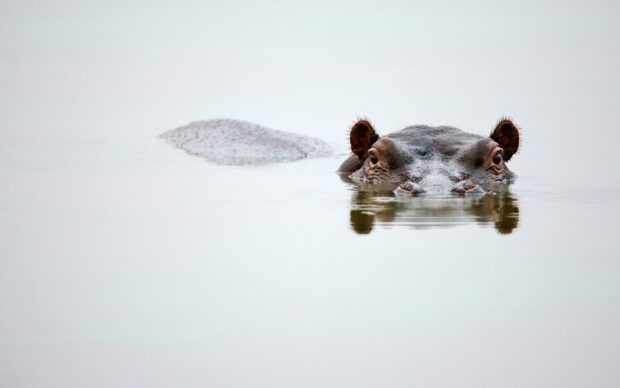 A hippopotamus is calmly resting with most of its body underwater, 2K Desktop Wallpaper