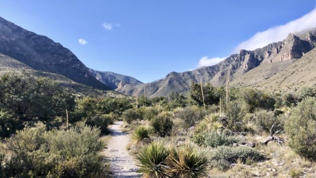 A scenic trail surrounded by desert plants and mountains at Carlsbad Caverns National Park, 4K Desktop Wallpaper