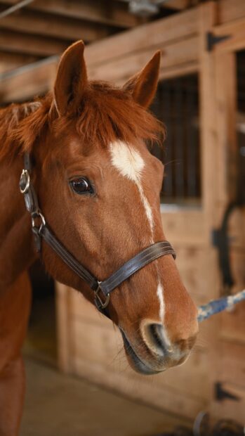 A chestnut horse with a white stripe on its face stands inside a stable at the Kentucky Derby event, 4K Phone Wallpaper
