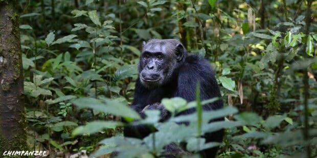 A chimpanzee peacefully resting in the dense forest of Uganda surrounded by green foliage, 2K Desktop Wallpaper