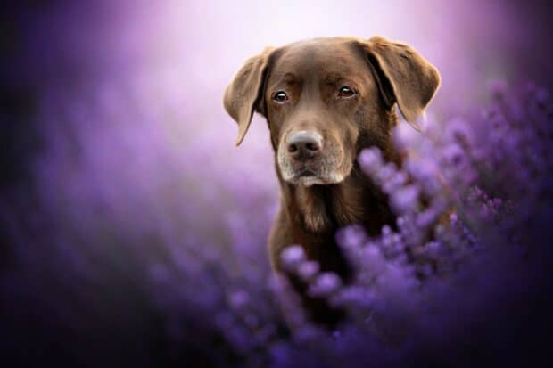 A chocolate Labrador is calmly sitting among purple lavender flowers, HD Desktop Wallpaper