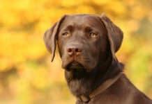 A chocolate Labrador is sitting outdoors with a blurred yellow foliage background, HD Desktop Wallpaper