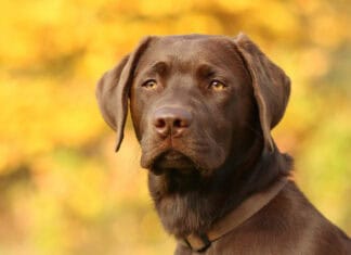 A chocolate Labrador is sitting outdoors with a blurred yellow foliage background, HD Desktop Wallpaper