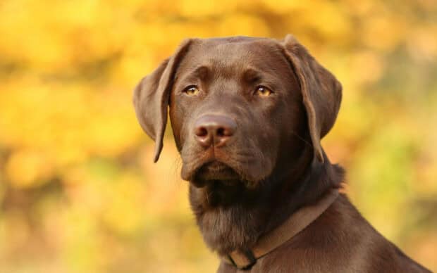 A chocolate Labrador is sitting outdoors with a blurred yellow foliage background, HD Desktop Wallpaper