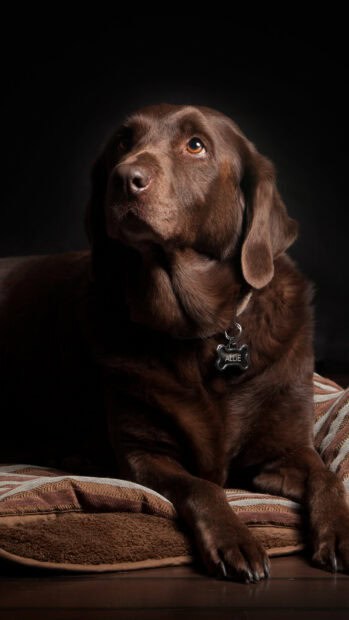 A chocolate Labrador is calmly resting on a patterned cushion indoors, HD Mobile Wallpaper