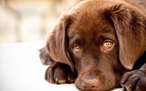 A close up of a chocolate Aussiedor puppy resting with expressive eyes, HD Desktop Wallpaper