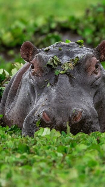 A hippopotamus is partially submerged and covered with water plants in its natural habitat, HD Phone Wallpaper