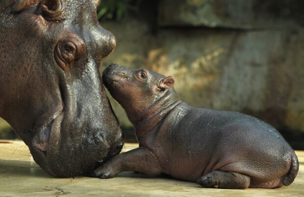 A baby hippopotamus gently touches the face of an adult hippopotamus showing a close bond, 2K Desktop Wallpaper