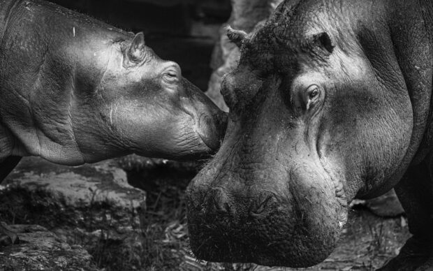 A young hippopotamus nuzzles an adult hippopotamus in a natural setting, 2K Desktop Wallpaper