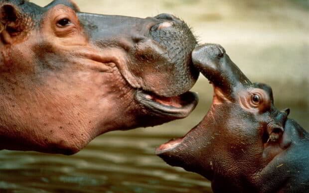 A hippopotamus with its mouth open facing another hippopotamus in water, HD Desktop Wallpaper