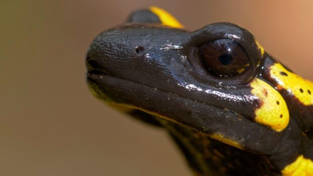 A close up view of a black and yellow salamander showing detailed skin texture and eye, 4K Desktop Wallpaper