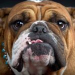 A close up of a brown and white bulldog showing its face and expression, HD Desktop Wallpaper