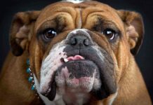 A close up of a brown and white bulldog showing its face and expression, HD Desktop Wallpaper