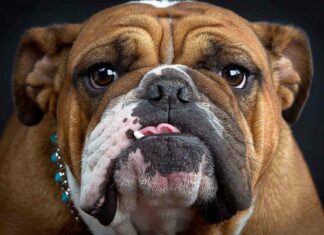 A close up of a brown and white bulldog showing its face and expression, HD Desktop Wallpaper