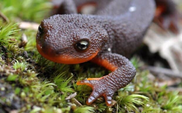 A brown salamander is crawling on green moss clearly showing its textured skin and eyes, HD Desktop Wallpaper