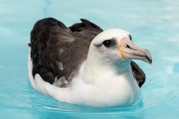 A close up of an albatross floating peacefully on blue water in this albatross wallpapers, HD Desktop Wallpaper