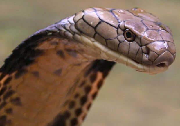 The close up image shows a king cobra with detailed scales and focused eyes in natural light, HD Desktop Wallpaper