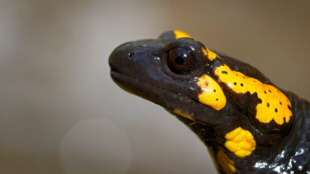 A close up view of a fire salamander showing detailed yellow and black markings, 4K Desktop Wallpaper