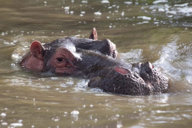 A hippopotamus is partially submerged in murky water with visible eyes and ears, 2K Desktop Wallpaper