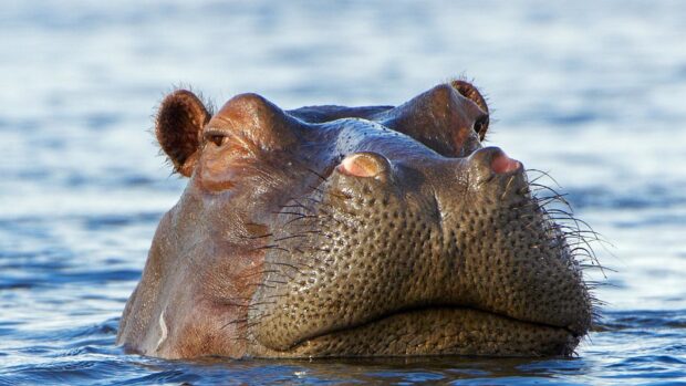 A hippopotamus is partially submerged in calm water showing detailed skin textures, HD Desktop Wallpaper