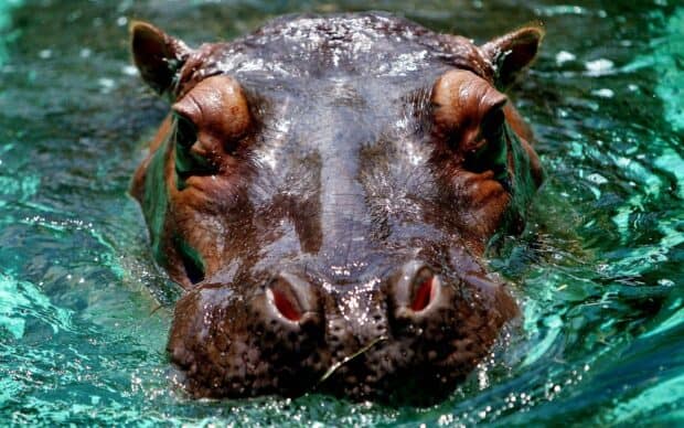 A hippopotamus is partially submerged in clear green water with visible skin textures, HD Desktop Wallpaper