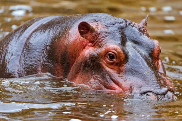 A close up of a hippopotamus partially submerged with textured wet skin visible in the water, 2K Desktop Wallpaper