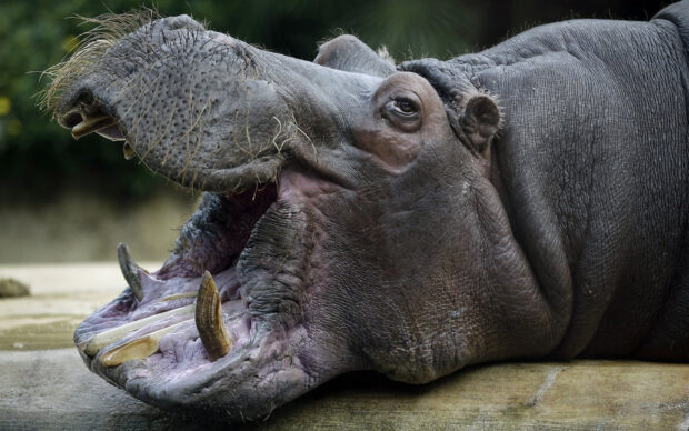 A close up of a hippopotamus showing its open mouth and teeth in natural light, HD Desktop Wallpaper