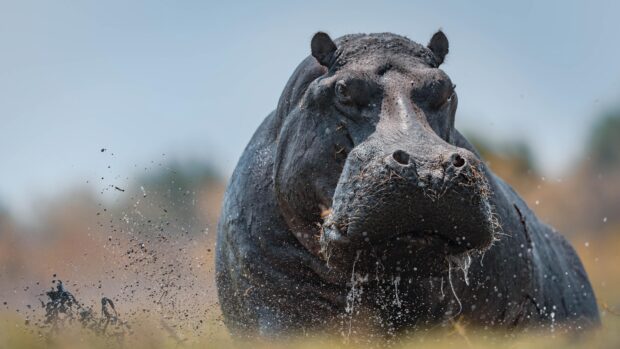 A close up of a hippopotamus splashing water and mud in its natural habitat, 4K Desktop Wallpaper