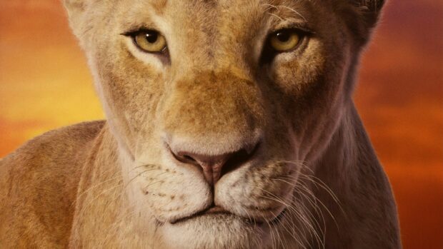 The Lion King Wallpapers show a stunning lioness under a warm sky, 2K Desktop Wallpaper