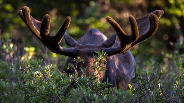 A moose with large antlers peers through dense bushes in a forest setting, 4K Desktop Wallpaper