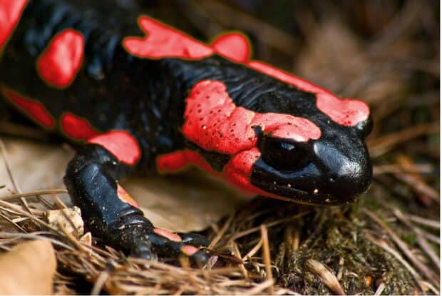 A close up of a red and black salamander resting on dry leaves and soil, 2K Desktop Wallpaper