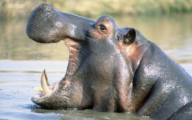 A hippopotamus is yawning widely while standing in the water, HD Desktop Wallpaper