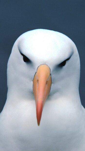 A close up of an albatross with a sharp beak and intense eyes, HD Phone Wallpaper