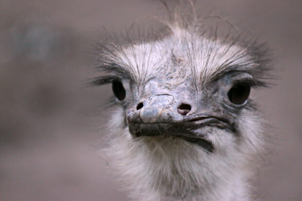 A close up view of the ostrich face showing detailed feathers and eyes, HD Mobile Wallpaper