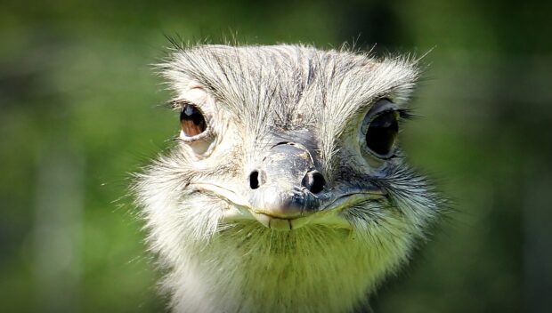 A close up view of an ostrich showing detailed feathers and eyes, HD Desktop Wallpaper