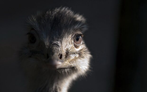 An ostrich is looking forward with detailed feathers and eyes in soft light, 2K Desktop Wallpaper