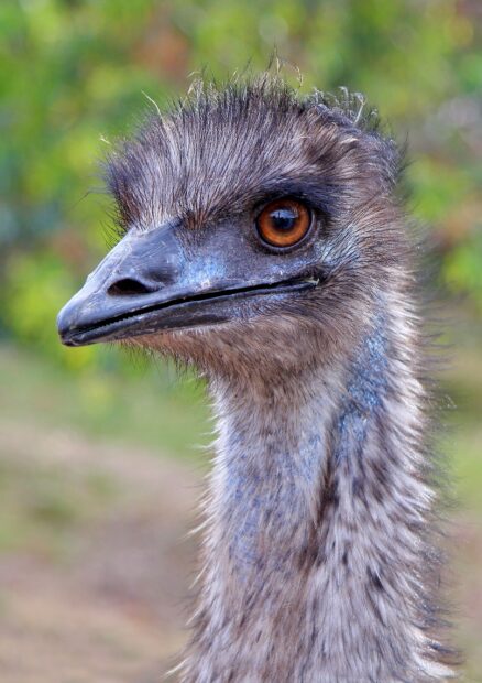 A close up view of an ostrich head showing detailed feathers and eyes in nature, 2K Mobile Wallpaper