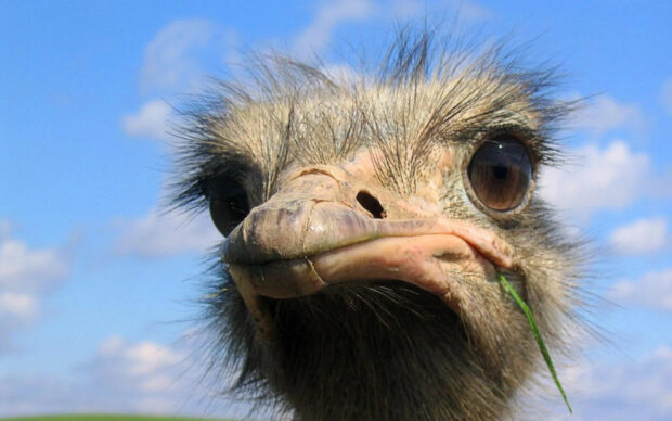 A close up of an ostrich head with wide eyes eating grass in the field, HD Desktop Wallpaper
