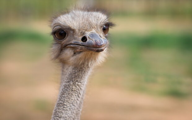 A close up view of an ostrich head with detailed feathers and a blurred natural background, 2K Desktop Wallpaper