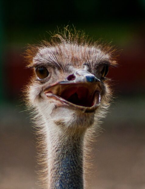 An ostrich with its beak open and eyes wide, 2K Mobile Wallpaper