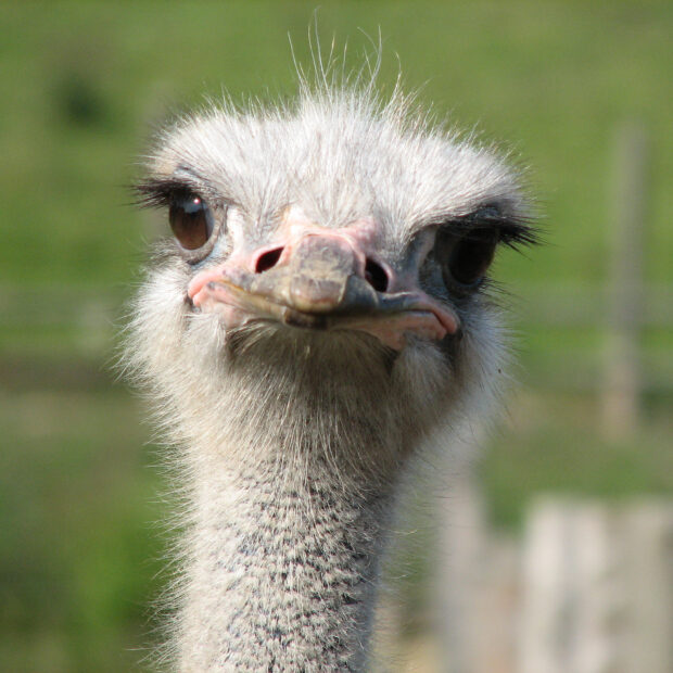 The ostrich shows detailed feathers and facial features in the photo, HD Desktop Wallpaper