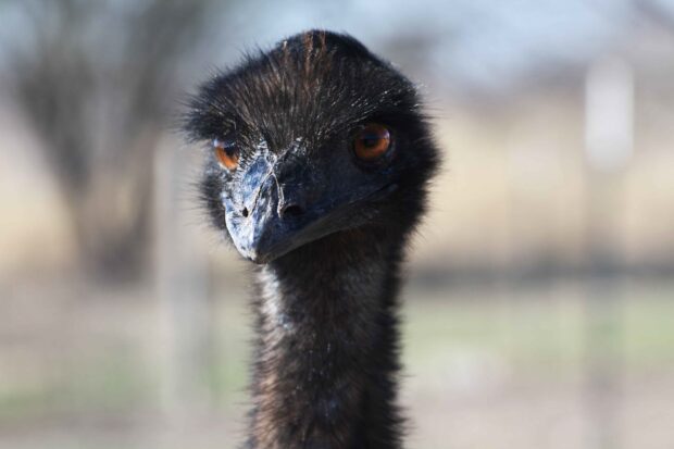The ostrich is shown with detailed feathers and sharp eyes in the photo, HD Desktop Wallpaper