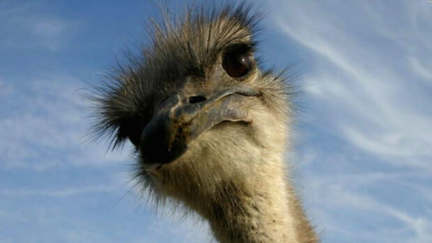 Close up of an ostrich head Ostrich with a clear blue sky in the background is captured in this image HD Desktop Wallpaper