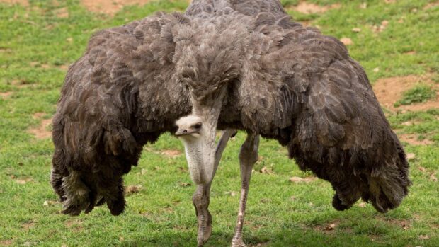 An ostrich spreading its wings on green grass in the wild, HD Desktop Wallpaper