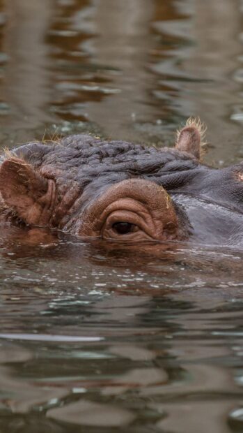 A hippopotamus is partially submerged with its eye above the water surface, HD Mobile Wallpaper